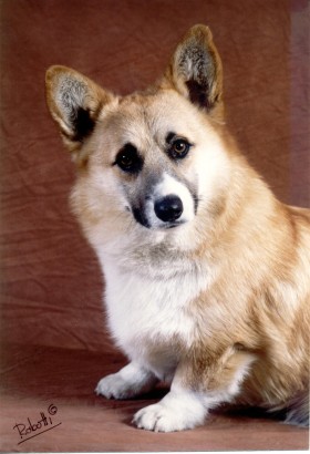 La storia - IL LARICE BIANCO