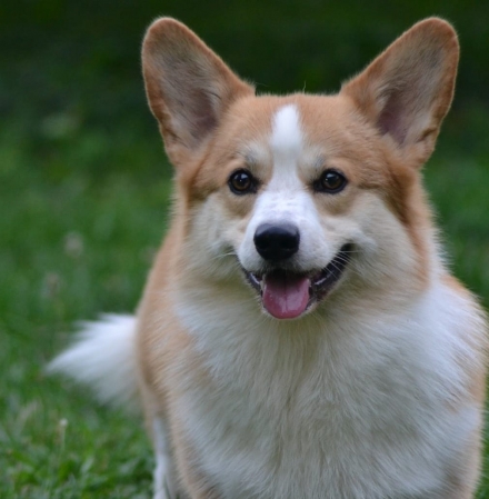 IL LARICE BIANCO - IL LARICE BIANCO